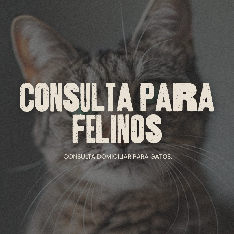 Consulta para Felinos